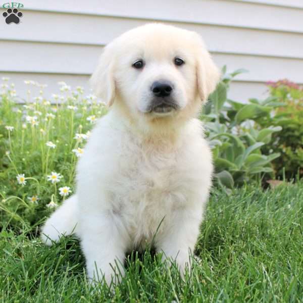 Leo, English Cream Golden Retriever Puppy