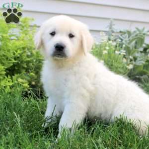 Leo, English Cream Golden Retriever Puppy