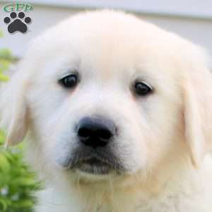 Leo, English Cream Golden Retriever Puppy