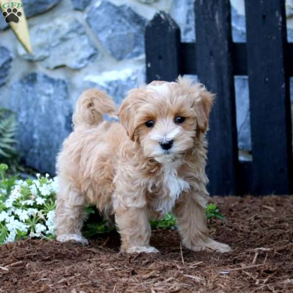Leo, Maltipoo Puppy