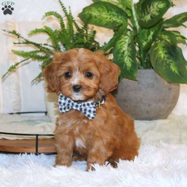 Leo, Cavapoo Puppy