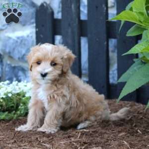 Leo, Maltipoo Puppy