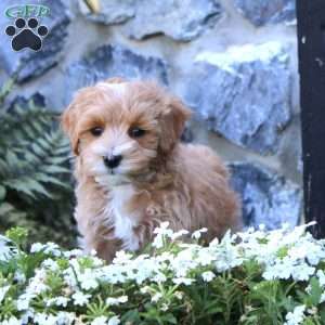 Leo, Maltipoo Puppy