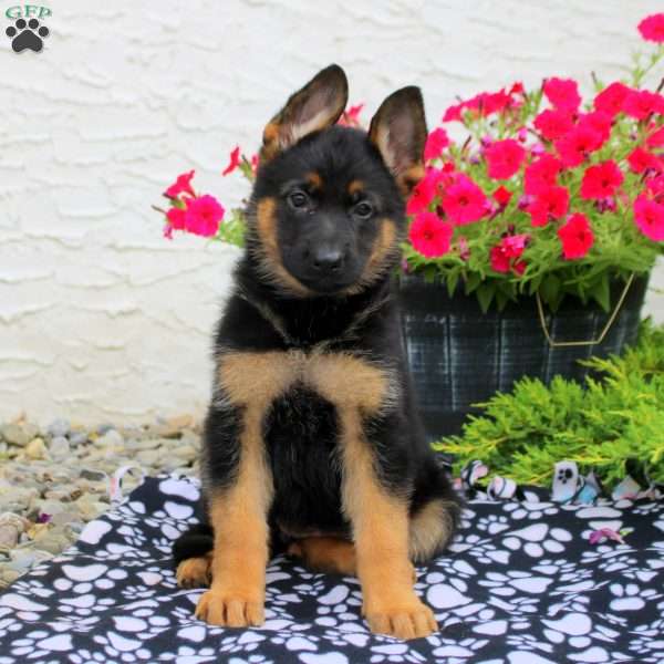 Leora, German Shepherd Puppy