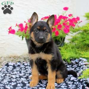 Leora, German Shepherd Puppy