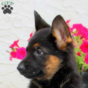 Leora, German Shepherd Puppy