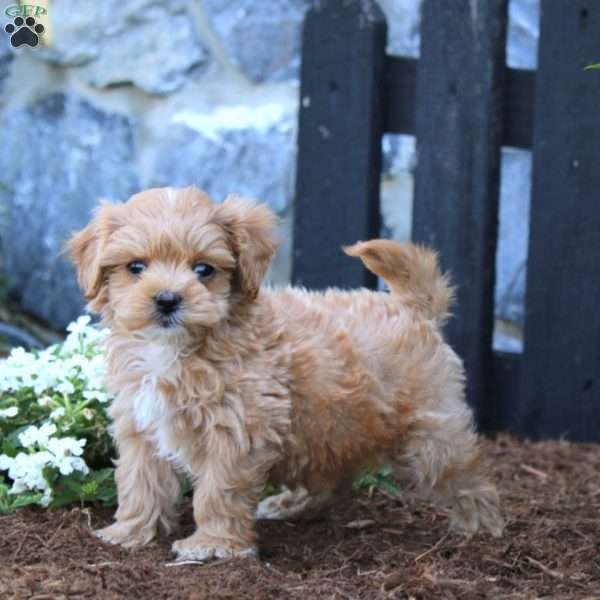 Levi, Maltipoo Puppy