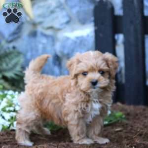 Levi, Maltipoo Puppy