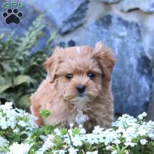 Levi, Maltipoo Puppy