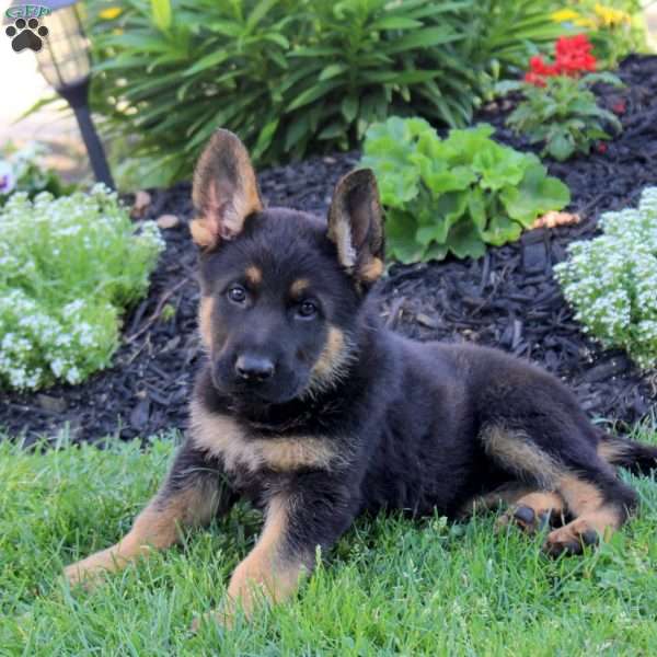 Lewis, German Shepherd Puppy
