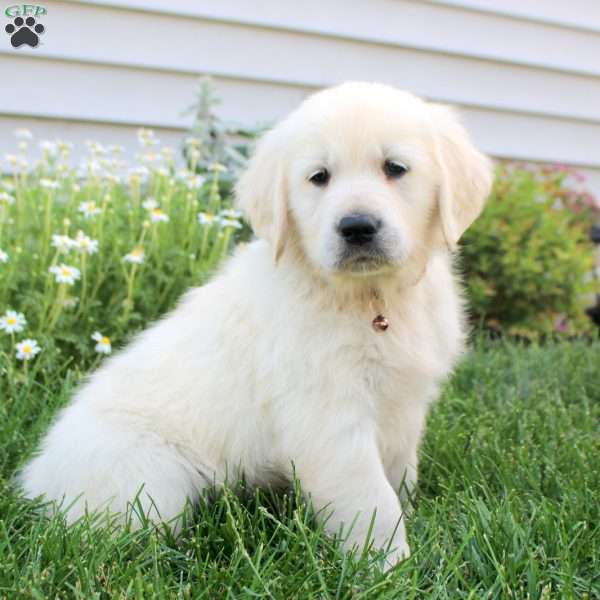Lewis, English Cream Golden Retriever Puppy