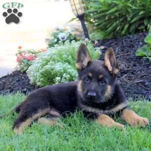Lewis, German Shepherd Puppy