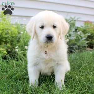Lewis, English Cream Golden Retriever Puppy