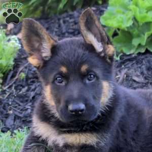 Lewis, German Shepherd Puppy