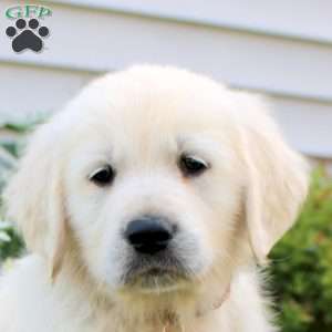 Lewis, English Cream Golden Retriever Puppy