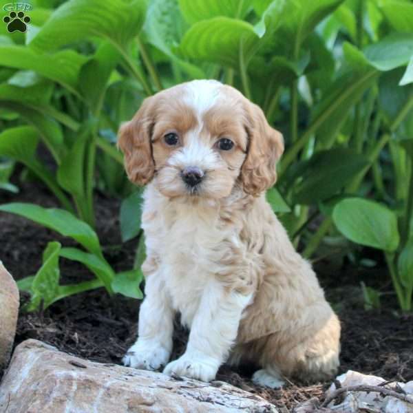 Lexi, Cockapoo Puppy