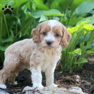 Lexi, Cockapoo Puppy