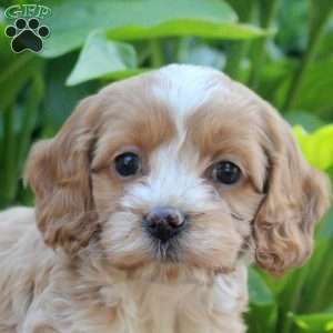 Lexi, Cockapoo Puppy