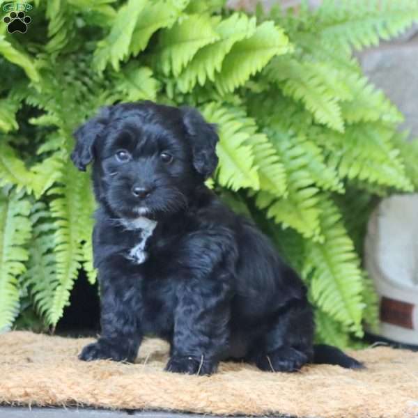 Lexi, Miniature Poodle Mix Puppy