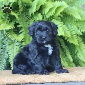 Lexi, Miniature Poodle Mix Puppy