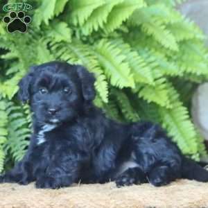 Lexi, Miniature Poodle Mix Puppy