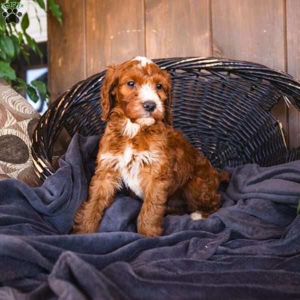 Lexi, Irish Doodle Puppy