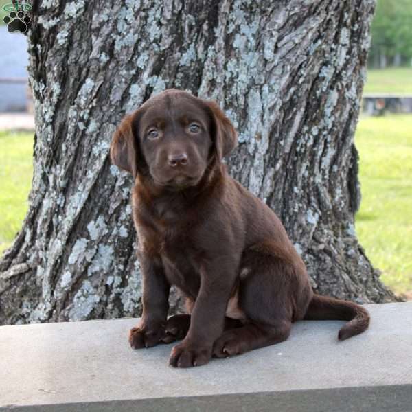 Lexi, Chocolate Labrador Retriever Puppy