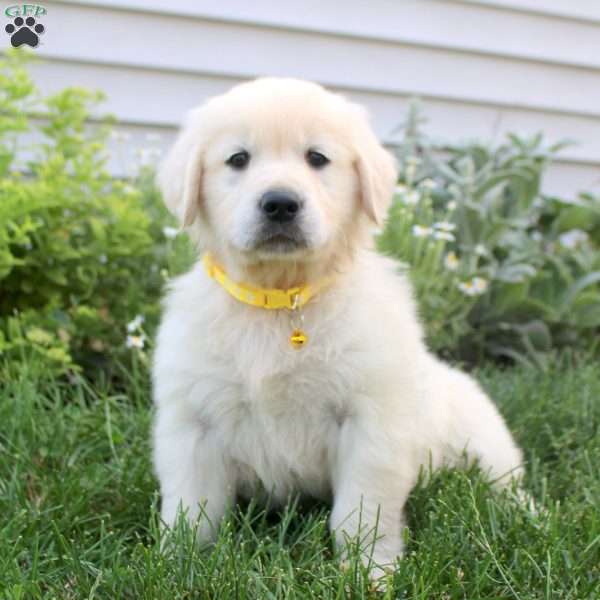 Liam, English Cream Golden Retriever Puppy