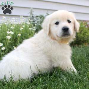 Liam, English Cream Golden Retriever Puppy