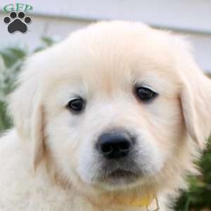 Liam, English Cream Golden Retriever Puppy