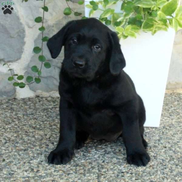 Libby, Black Labrador Retriever Puppy