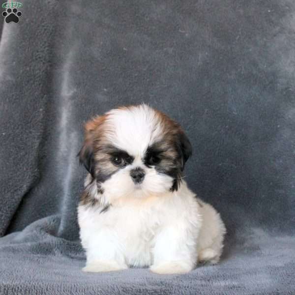 Libby, Shih Tzu Puppy