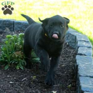 Libby, Black Labrador Retriever Puppy