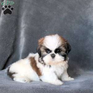Libby, Shih Tzu Puppy