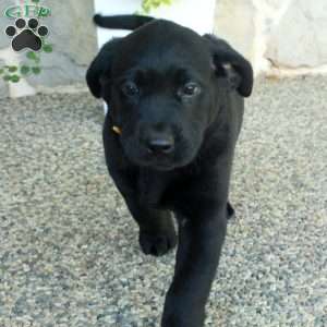 Libby, Black Labrador Retriever Puppy