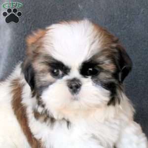 Libby, Shih Tzu Puppy