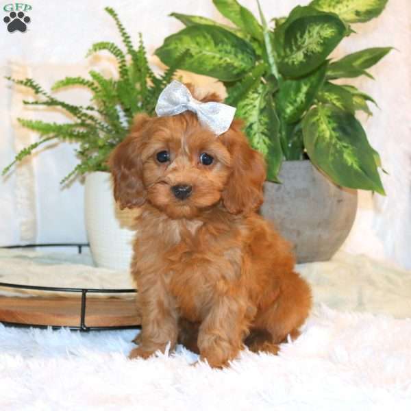 Libby, Cavapoo Puppy
