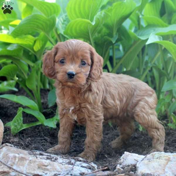 Lila, Cockapoo Puppy