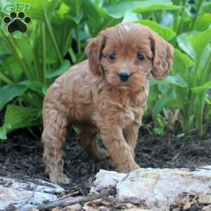 Lila, Cockapoo Puppy