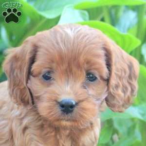 Lila, Cockapoo Puppy