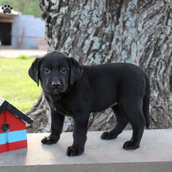 Lila, Black Labrador Retriever Puppy