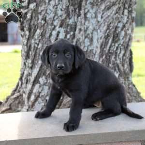 Lila, Black Labrador Retriever Puppy
