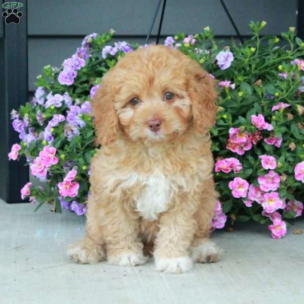 Lilac, Cavapoo Puppy