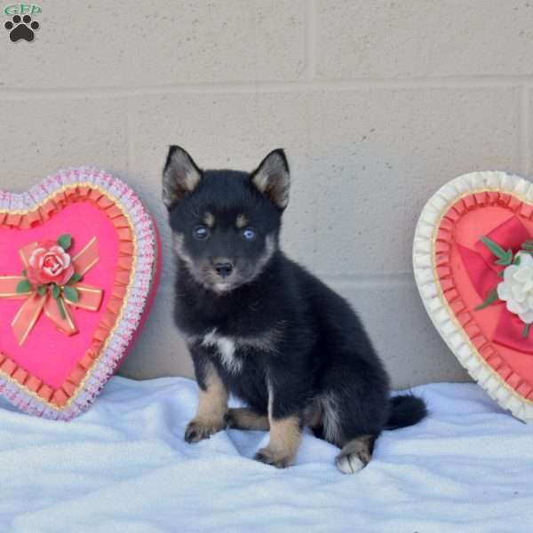 Lilac, Pomsky Puppy