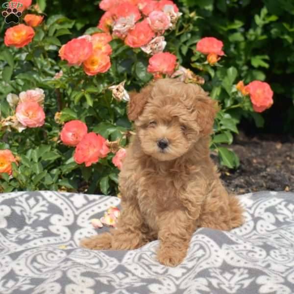 Lilac, Maltipoo Puppy