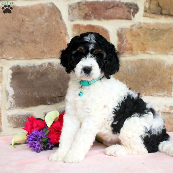 Lilac, Springerdoodle Puppy