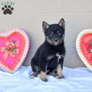 Lilac, Pomsky Puppy