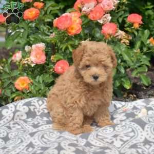Lilac, Maltipoo Puppy