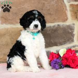 Lilac, Springerdoodle Puppy
