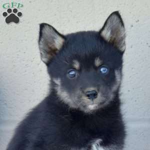 Lilac, Pomsky Puppy